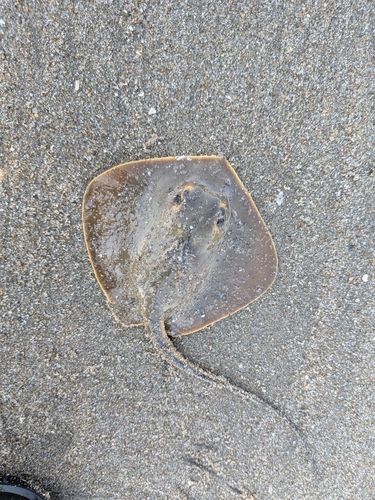 アカエイの釣果