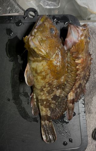 カサゴの釣果
