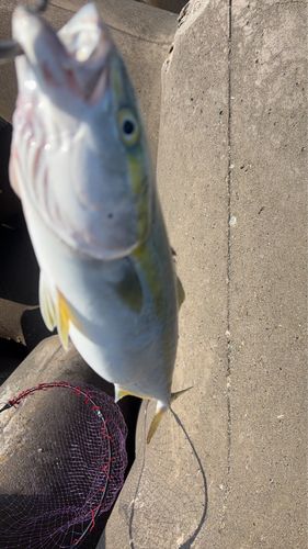 イナダの釣果