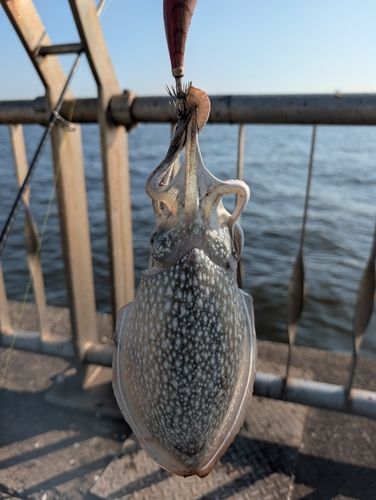 シリヤケイカの釣果