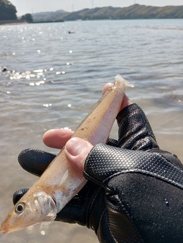 キスの釣果