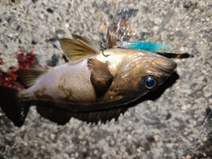 アオメバルの釣果