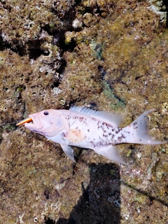 バラハタの釣果