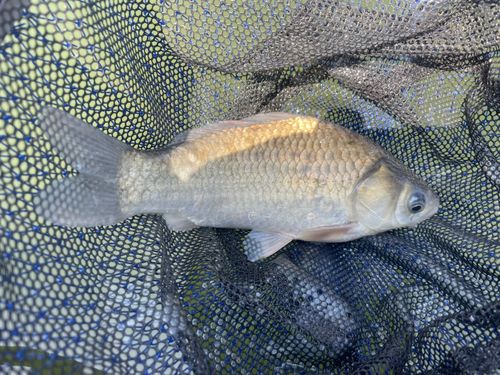 ヘラブナの釣果