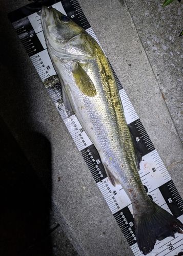 シーバスの釣果