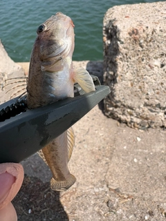 マハゼの釣果