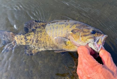 スモールマウスバスの釣果