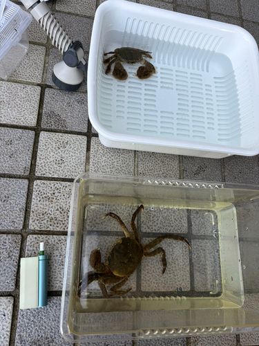 モクズガニの釣果