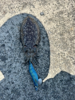 コウイカの釣果