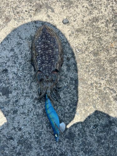 コウイカの釣果