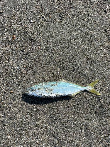 ブリの釣果