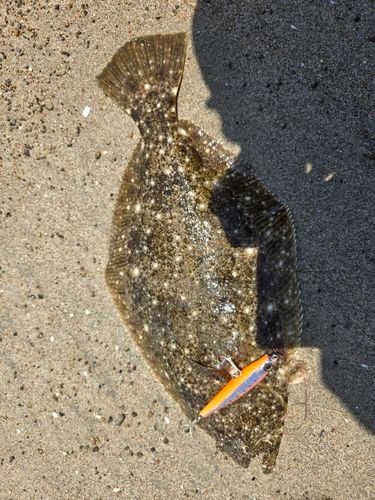 ヒラメの釣果