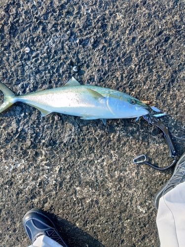 イナダの釣果