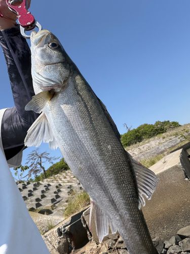 スズキの釣果