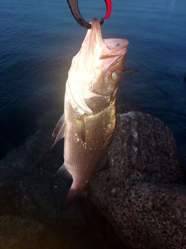 セイゴ（ヒラスズキ）の釣果