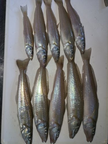 シロギスの釣果