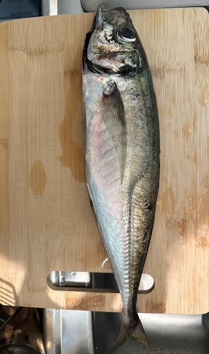 マアジの釣果