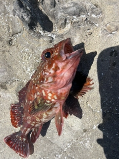 カサゴの釣果