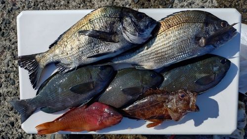 チヌの釣果