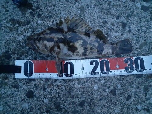ベッコウゾイの釣果