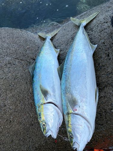 ハマチの釣果