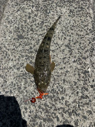 マゴチの釣果