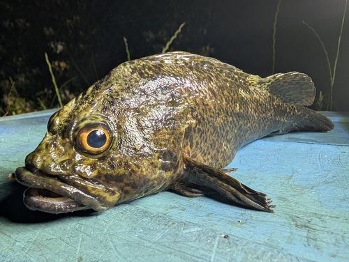 クロソイの釣果