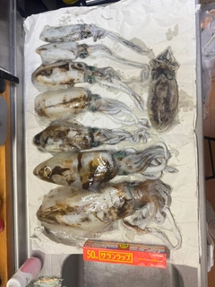 アオリイカの釣果