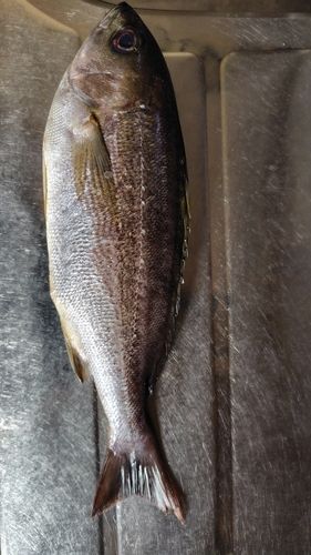 イサキの釣果