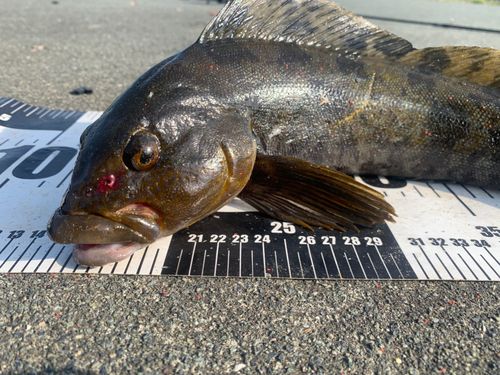 アイナメの釣果