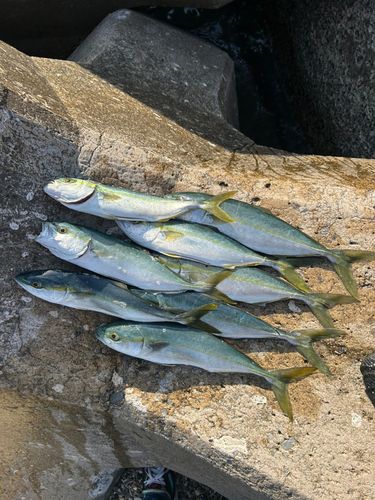 ワカシの釣果
