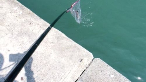カワガレイの釣果