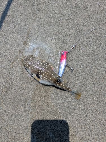 フグの釣果