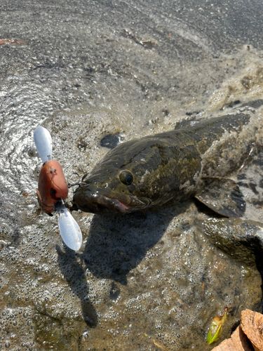 ライギョの釣果