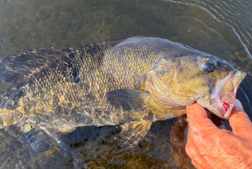 スモールマウスバスの釣果