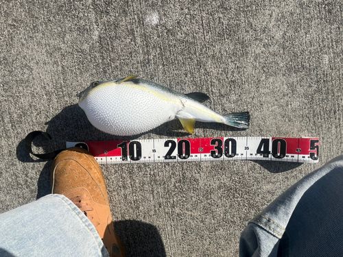 フグの釣果
