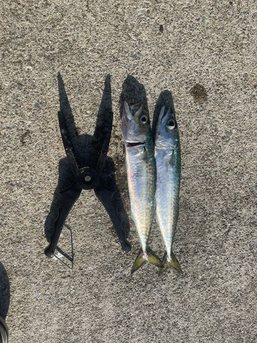 サバの釣果