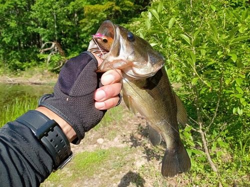ラージマウスバスの釣果