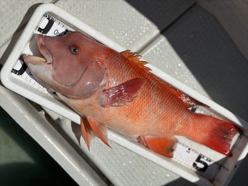 コブダイの釣果
