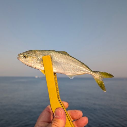 ワカシの釣果