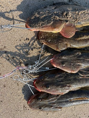 マゴチの釣果
