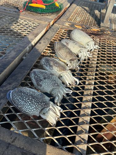 シリヤケイカの釣果