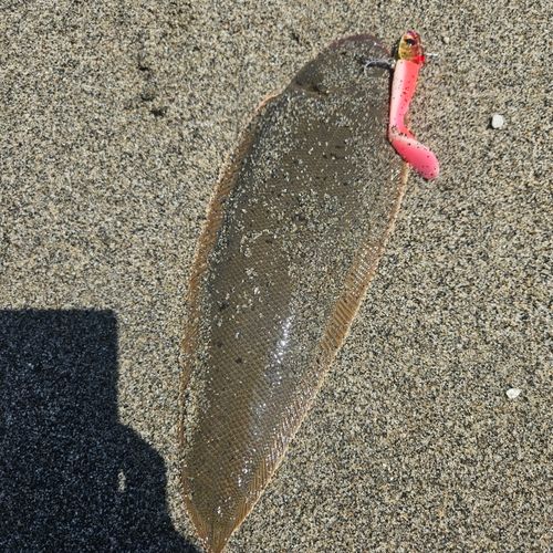 シタビラメの釣果