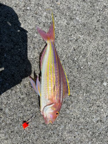 イトヨリダイの釣果