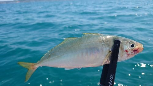 マアジの釣果