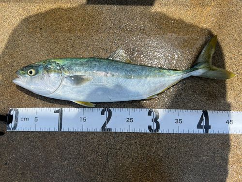 イナダの釣果