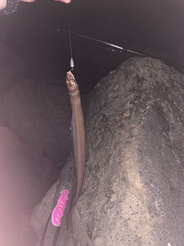 クロアナゴの釣果