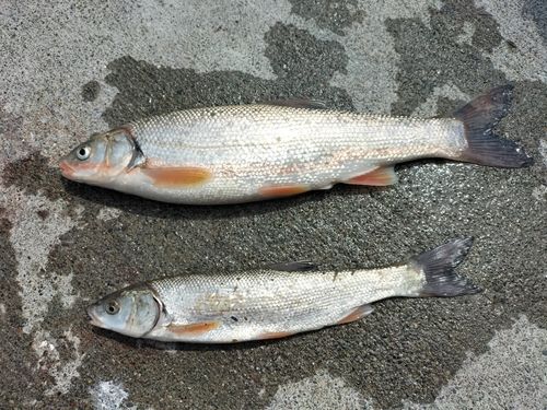 ウグイの釣果