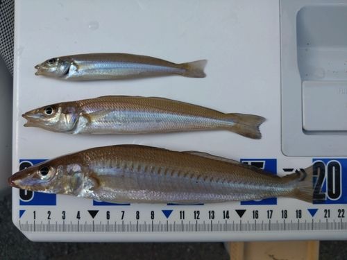キスの釣果
