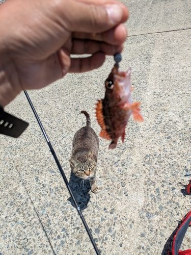アラカブの釣果